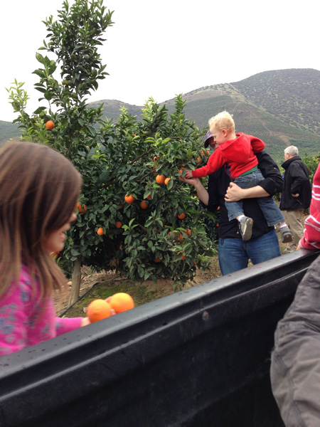 Picking oranges from Rodrigo\'s orange trees