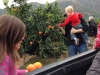 Picking oranges from Rodrigo's orange trees