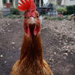 Sam the Anti-Preemie: Big Chicken